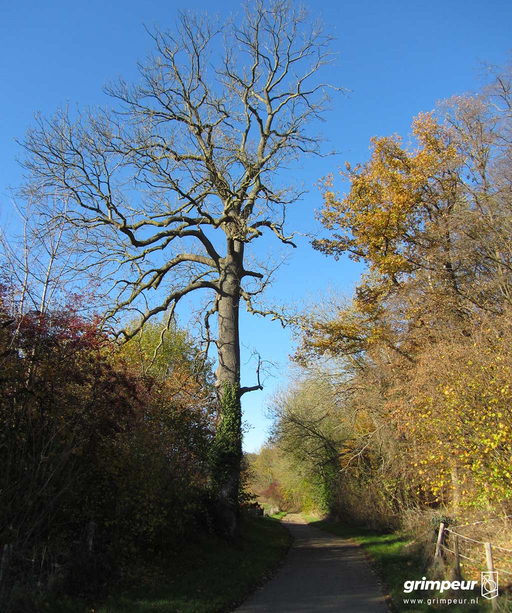 Oude boom langs de beklimming van de Hagendoornweg